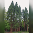 Redwood Tree Reviews | RateItAll