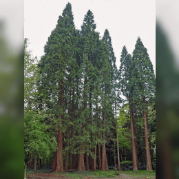 Redwood Tree image