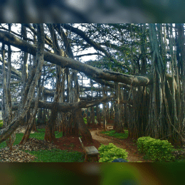 Banyan Tree image