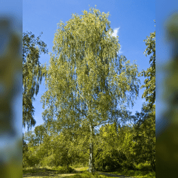 Birch Tree image