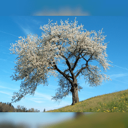 Cherry Blossom Tree image