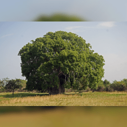 Baobab Tree image