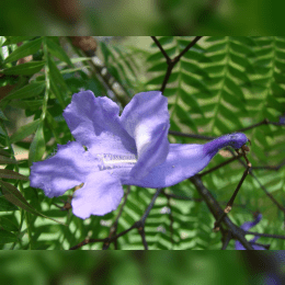 Jacaranda Tree image