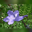 Jacaranda Tree Reviews | RateItAll