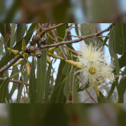 Eucalyptus image