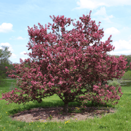 Apple Tree image