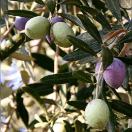 Olive Tree image