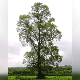 Elm Tree image