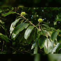 Chestnut Tree image