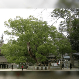 Camphor Tree image