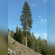 Ponderosa Pine Reviews | RateItAll