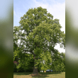 Tulip Tree Reviews | RateItAll