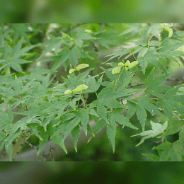 Japanese Maple image