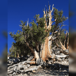 Bristlecone Pine image