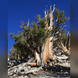 Bristlecone Pine Reviews | RateItAll