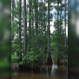 Bald Cypress image