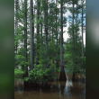 Bald Cypress Reviews | RateItAll