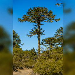 Monkey Puzzle Tree image