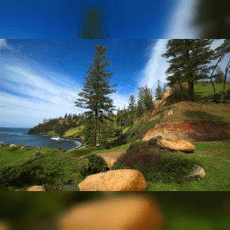 Norfolk Island Pine image