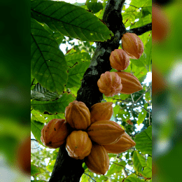 Cacao Tree image