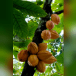 Cacao Tree Reviews | RateItAll