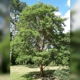 Paperbark Maple image