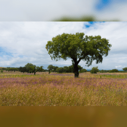 Cork Oak image