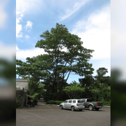 Balsa Tree image