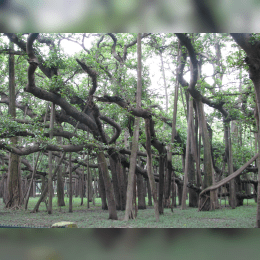 Indian Banyan image