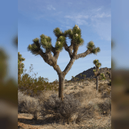 Joshua Tree image