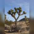 Joshua Tree Reviews | RateItAll