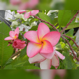 Frangipani Tree image