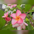 Frangipani Tree Reviews | RateItAll