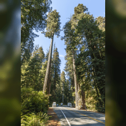 Coast Redwood image