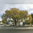 American Elm Reviews | RateItAll