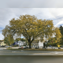 American Elm image