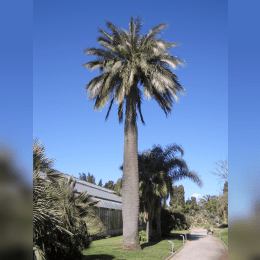 Chilean Wine Palm image