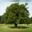 Hornbeam Tree Reviews | RateItAll