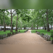London Plane Tree Reviews | RateItAll