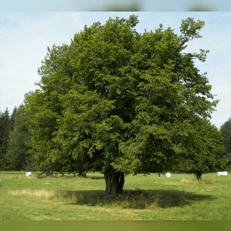 Hornbeam Tree image