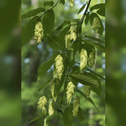 Hop Hornbeam image