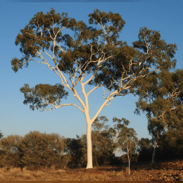 Ghost Gum image