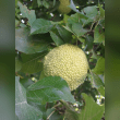 Osage Orange Reviews | RateItAll