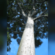 Kauri Tree Reviews | RateItAll