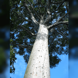 Kauri Tree image