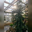 Wollemi Pine Reviews | RateItAll