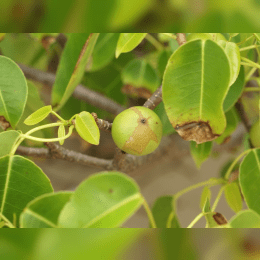 Manchineel Tree image