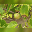 Manchineel Tree Reviews | RateItAll