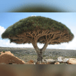 Dragon's Blood Tree Reviews | RateItAll