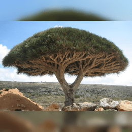 Dragon's Blood Tree image